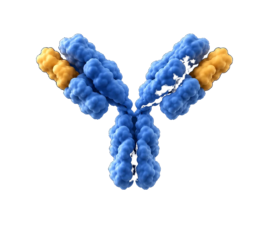 Conceptual antibody illustration